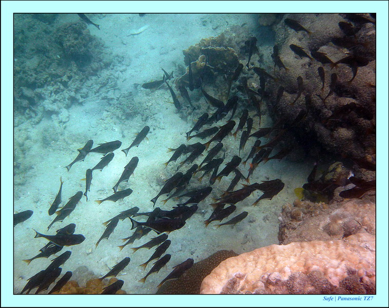 2011 - 03 - Koh Kradan 039